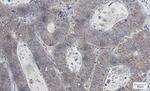 UBB Antibody in Immunohistochemistry (Paraffin) (IHC (P))