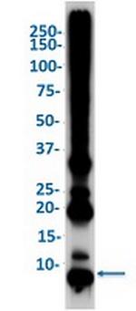UBB Antibody in Western Blot (WB)
