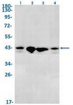 JUNB Recombinant Rabbit Monoclonal Antibody