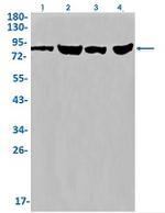 ITGB6 Antibody in Western Blot (WB)