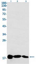 ISG15 Recombinant Rabbit Monoclonal Antibody