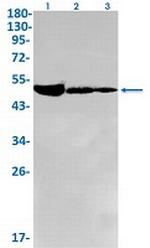 IRF1 Antibody in Western Blot (WB)
