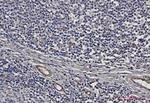 IRAK4 Antibody in Immunohistochemistry (Paraffin) (IHC (P))