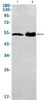 IRAK4 Antibody in Western Blot (WB)