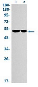 ILK Recombinant Rabbit Monoclonal Antibody