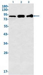ITGB5 Antibody in Western Blot (WB)