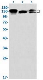 ITGB1 Antibody in Western Blot (WB)