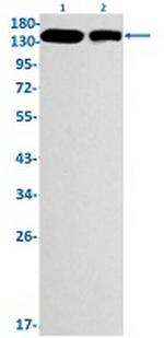 ITGA5 Antibody in Western Blot (WB)