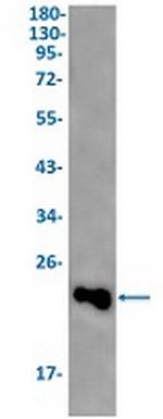IL18 Antibody in Western Blot (WB)