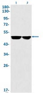 IKBKG Antibody in Western Blot (WB)