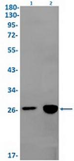 IGFBP7 Antibody in Western Blot (WB)
