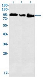 IFT88 Recombinant Rabbit Monoclonal Antibody