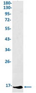 IFITM1 Antibody in Western Blot (WB)