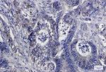 IDH2 Antibody in Immunohistochemistry (Paraffin) (IHC (P))
