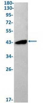 IDH2 Antibody in Western Blot (WB)