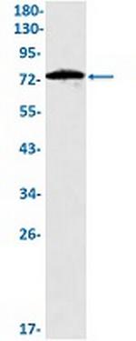 ICOSLG Recombinant Rabbit Monoclonal Antibody