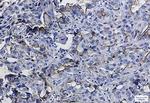 ICAM1 Antibody in Immunohistochemistry (Paraffin) (IHC (P))