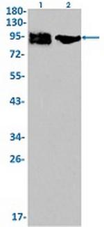 ICAM1 Antibody in Western Blot (WB)