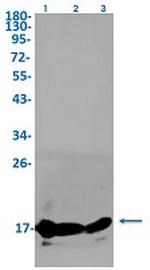 Aif1 Recombinant Rabbit Monoclonal Antibody