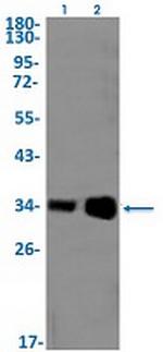 HTRA2 Recombinant Rabbit Monoclonal Antibody