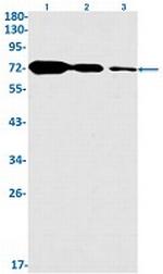 HSPA2 Antibody in Western Blot (WB)
