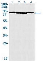 HSP90AA1/HSP90AB1 Antibody in Western Blot (WB)