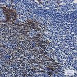 HSPA1A Recombinant Rabbit Monoclonal Antibody