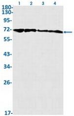 HSPA1A Antibody in Western Blot (WB)