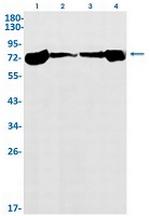 Hspa1B Antibody in Western Blot (WB)