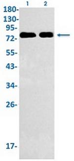 HSF1 Antibody in Western Blot (WB)