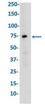 HSPA8 Recombinant Rabbit Monoclonal Antibody