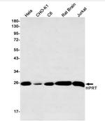 HPRT1 Recombinant Rabbit Monoclonal Antibody