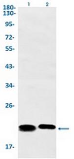 CBX5 Antibody in Western Blot (WB)