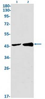 RBMX Recombinant Rabbit Monoclonal Antibody