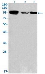HMGCR Recombinant Rabbit Monoclonal Antibody