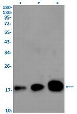 HMGA1 Antibody in Western Blot (WB)