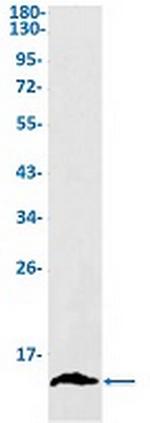 H4C1 Antibody in Western Blot (WB)