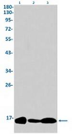H3-3A Antibody in Western Blot (WB)