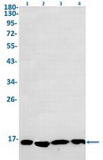 H2BC12 Antibody in Western Blot (WB)