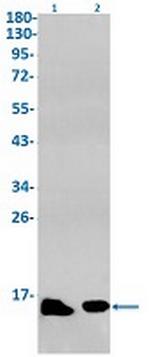H2BC12 Antibody in Western Blot (WB)