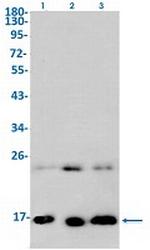 H2AZ1 Recombinant Rabbit Monoclonal Antibody
