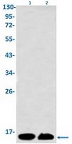 H2AX Antibody in Western Blot (WB)