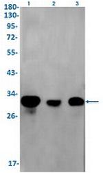 H1-2 Recombinant Rabbit Monoclonal Antibody