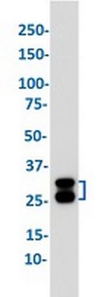 HMOX1 Antibody in Western Blot (WB)