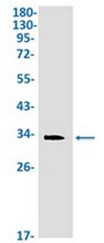 HMOX1 Antibody in Western Blot (WB)