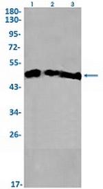 HDAC3 Recombinant Rabbit Monoclonal Antibody