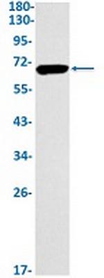 HDAC1 Recombinant Rabbit Monoclonal Antibody