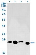 HBEGF Recombinant Rabbit Monoclonal Antibody