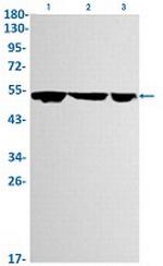 GSK3A Recombinant Rabbit Monoclonal Antibody