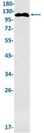 GHR Recombinant Rabbit Monoclonal Antibody